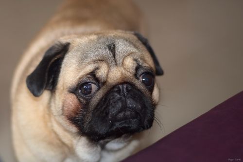 breed pug dogs animals