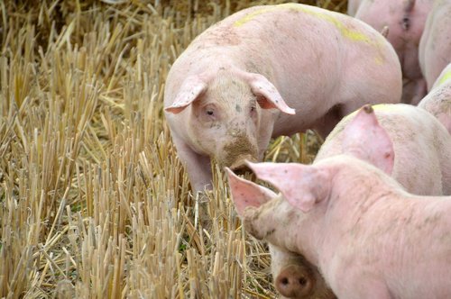 breeding  pig  pork