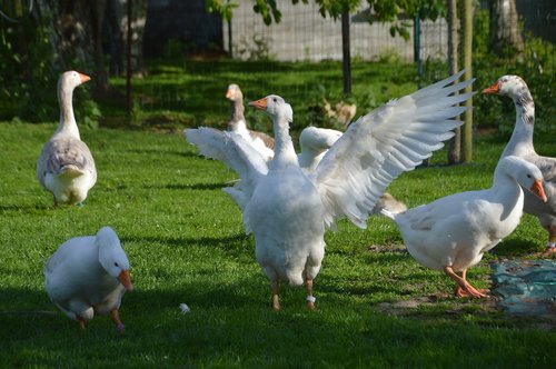 breeding  goose  plumage