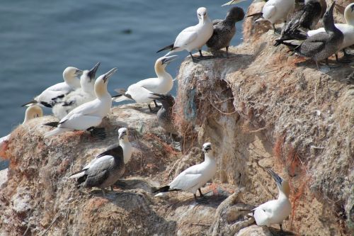 breeding birds nature nesting place