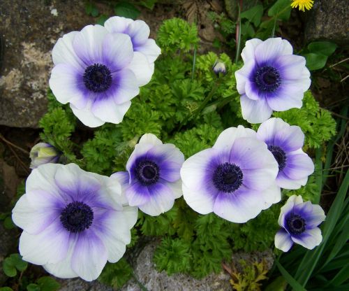 breeze of roses blue and white flowers flower garden