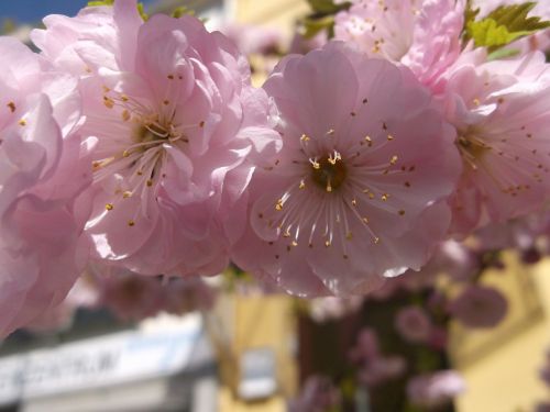 bremen spring april