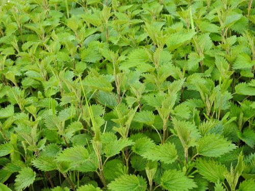 brennessel weed medicinal herb