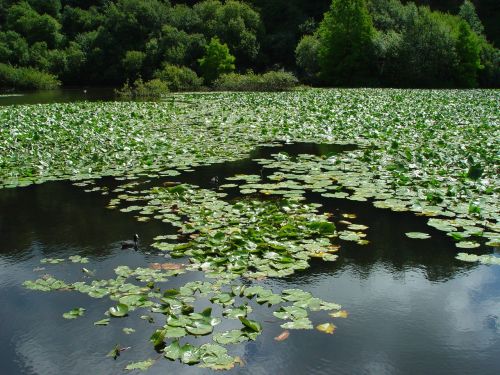 brest botanical garden lake