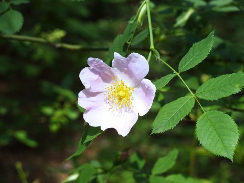 brian flower rose