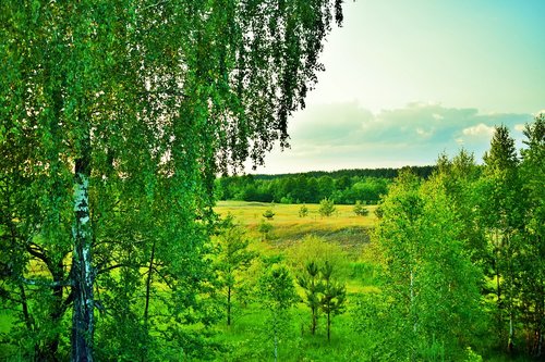 briansk  birch  forest
