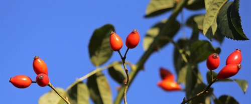 briar  red  berries