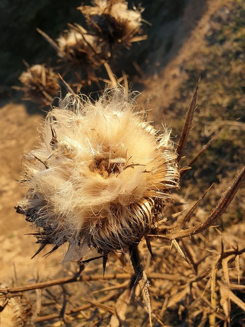 briar  spin  the seeds of thistles