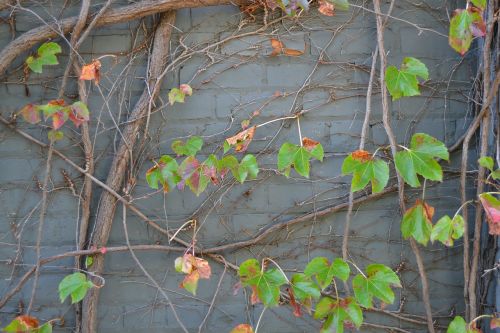 brick texture leaves