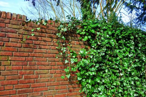 brick wall wall ivy