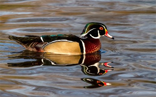 bride duck  birds  water