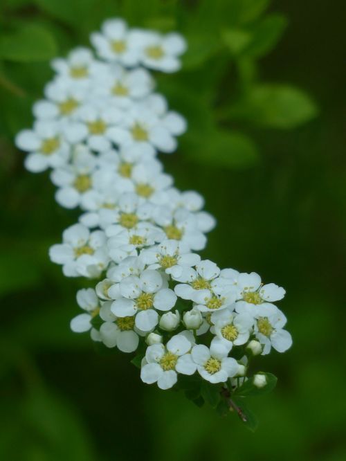 bride spiere ornamental shrub flowers