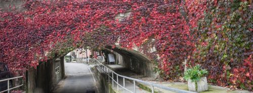bridge flowers underpass
