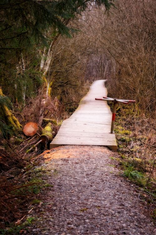 bridge web boardwalk