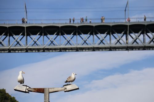 bridge seagulls blue