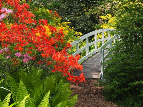 bridge nature rhododendron