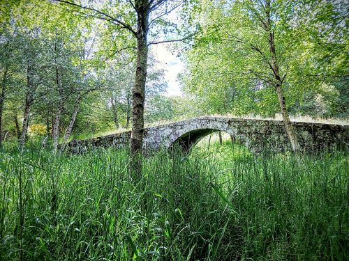 bridge nature herbs