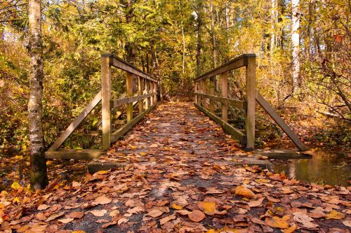 bridge autumn leaves