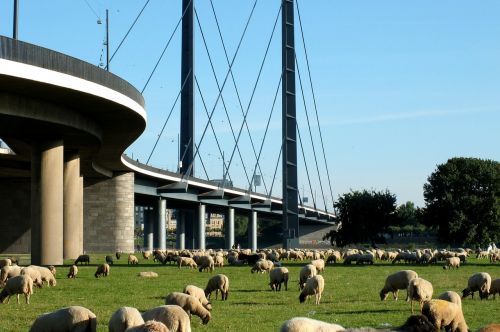 bridge rheinbrücke suspension bridge