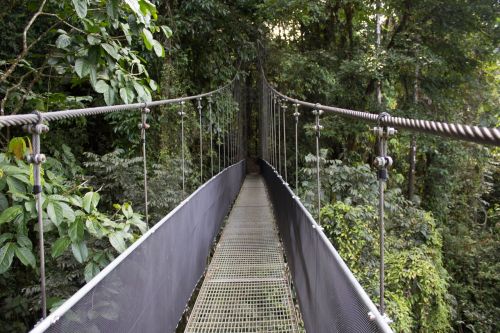 bridge rain forest costa rica