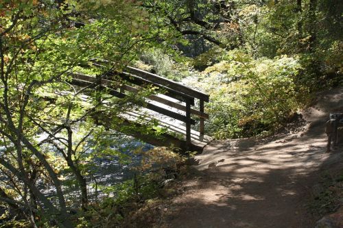 bridge trail forest