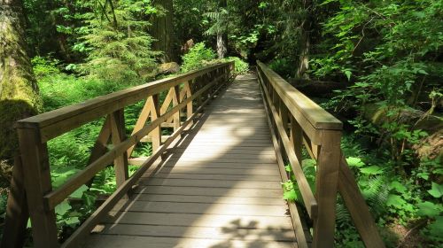 bridge nature wooden