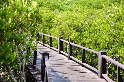 bridge forest thailand