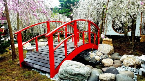 bridge cherry blossom landscape