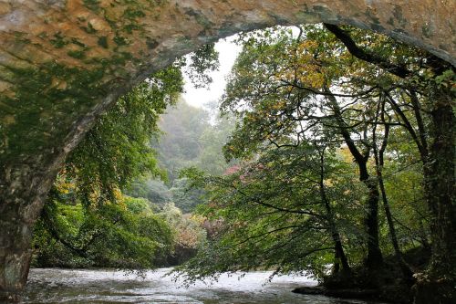 bridge trees river