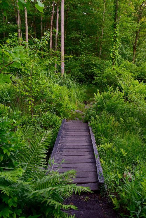 bridge wooden forest