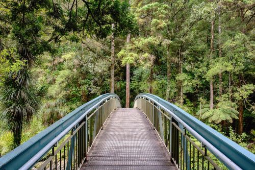 bridge jungle forest