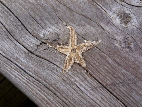 bridge starfish wood
