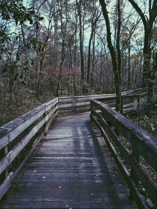 bridge woods forest