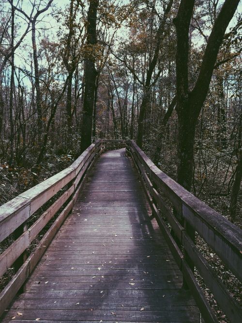 bridge woods forest