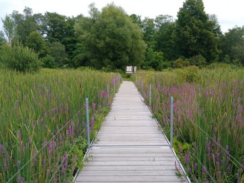 bridge nature