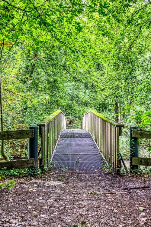 bridge forest forest path
