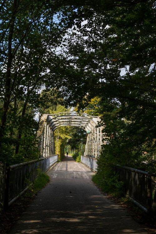 bridge forest footpath