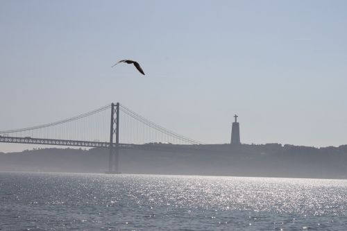 bridge lisbon seagull