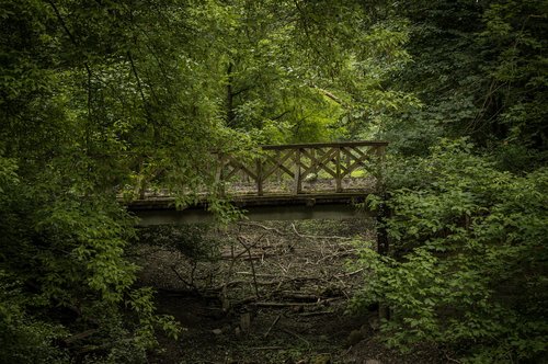 bridge  railway  forest