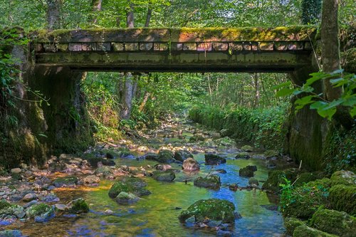 bridge  wooden bridge  trail