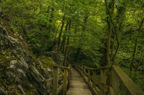 bridge  nature  forest