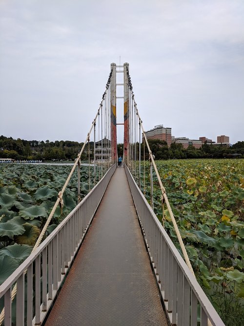 bridge  lotus  park