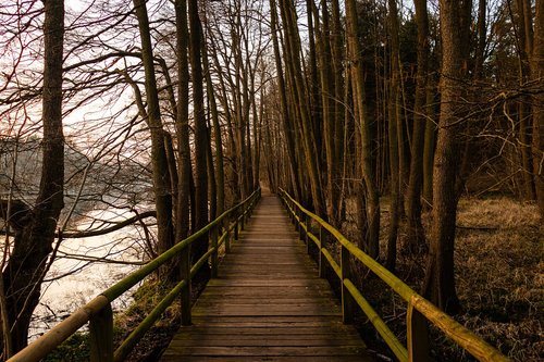 bridge  lake  forest