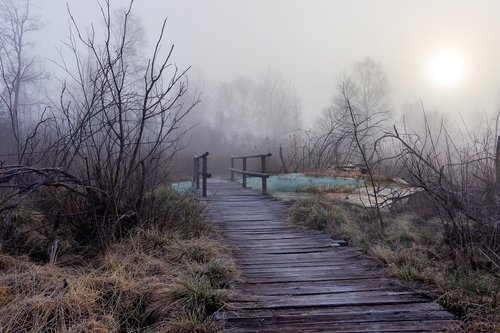 bridge  forest  fog