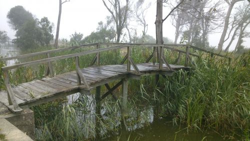 bridge river wood