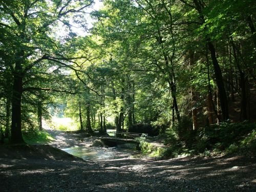 bridge forest bach