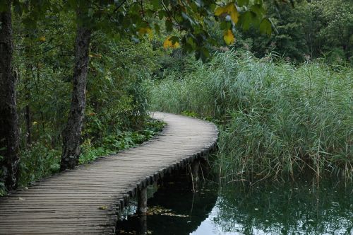 bridge green nature