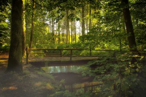 bridge forest fog