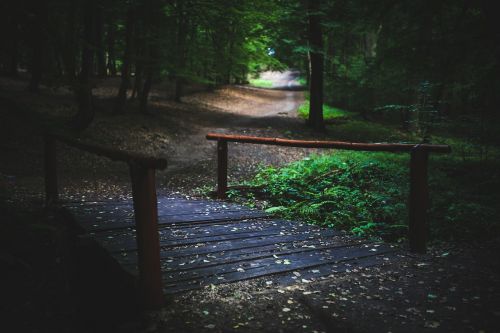 bridge forest woods