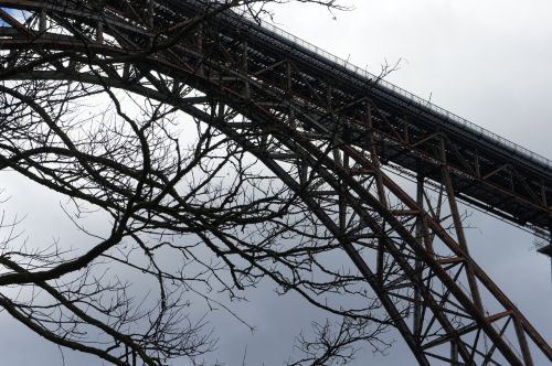 bridge aesthetic tree